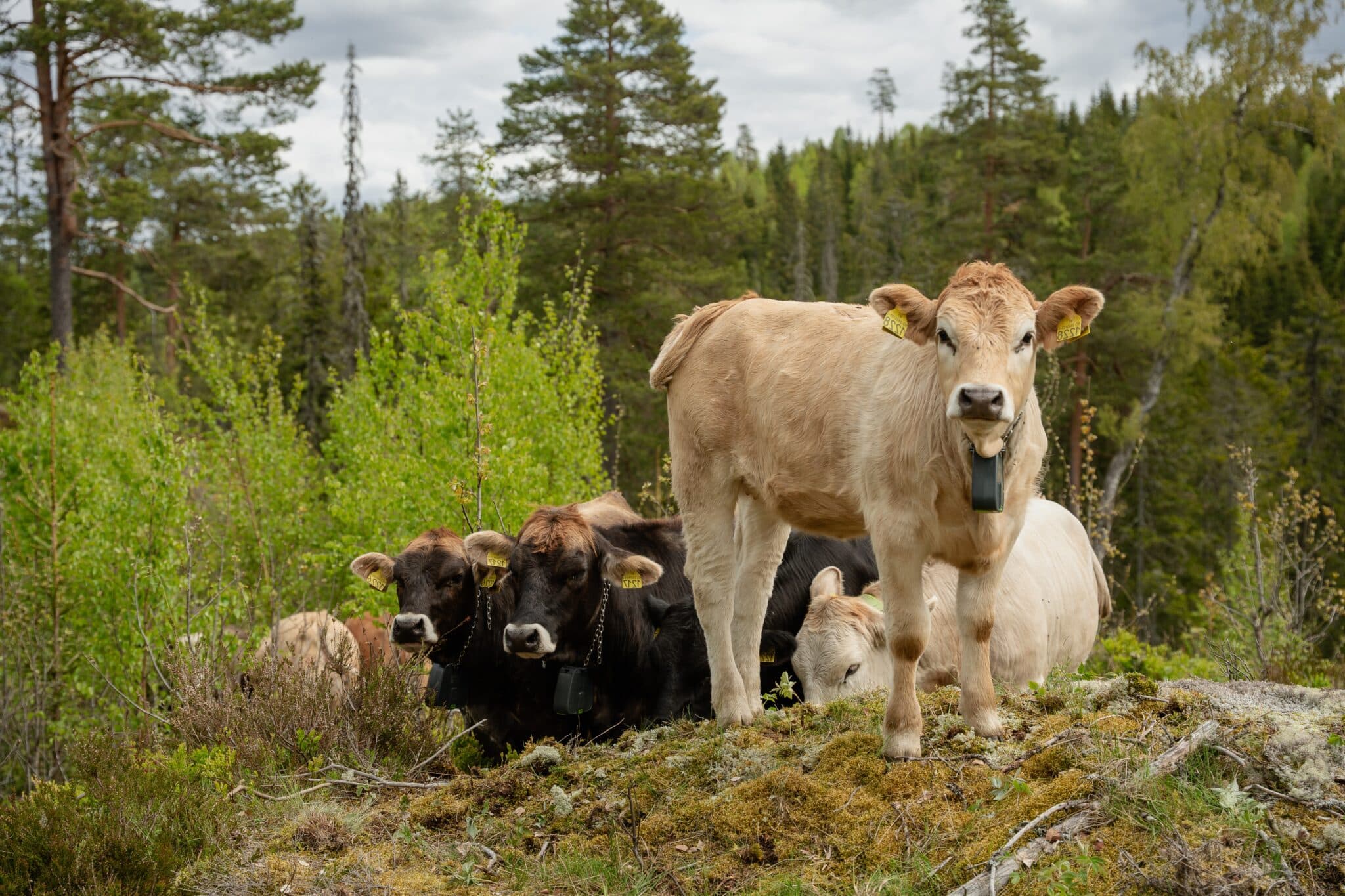 Cattle wearing monitoring devices in woodland.